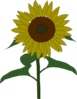 Cartoon Sunflower Clip Art